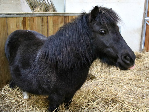 Een Pony bij BelleVie Farm in Villages Nature Paris
