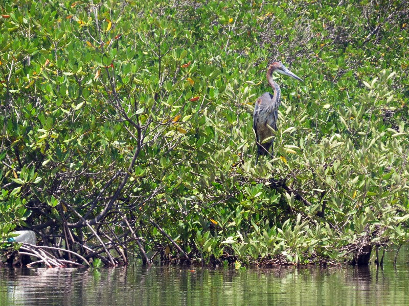 Purperreiger in de mangrove van de Saloum delta