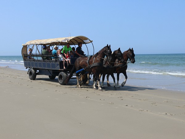 Huifkartocht met garnalen vangen op het strand van Terschelling