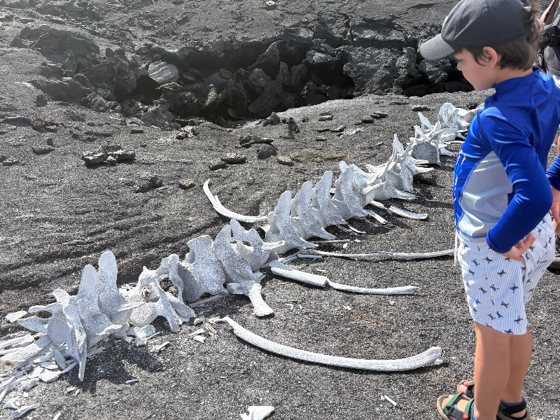 Zoon van Rebecca heeft een skelet gevonden op de Galápagos Eilanden