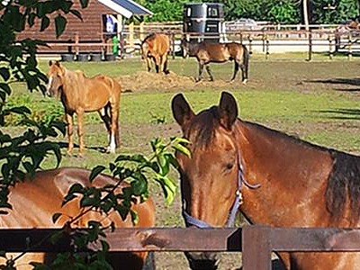 reeenwissel-manege-400