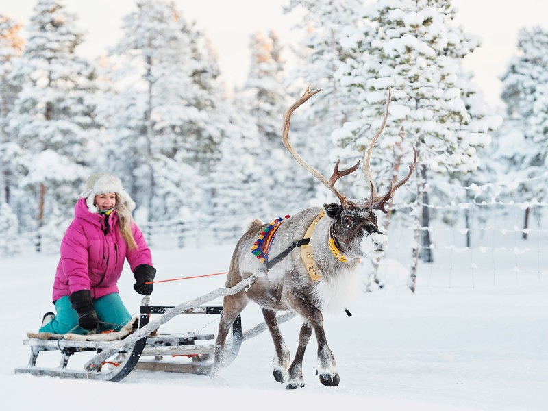 Rendiersleeën in Lapland met Riksjatravel