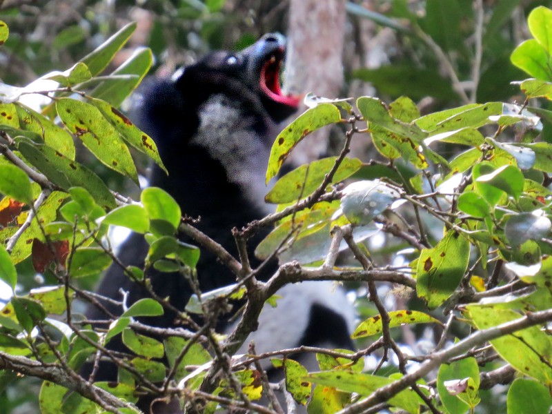 Een Indri Indri luidt het luchtalarm
