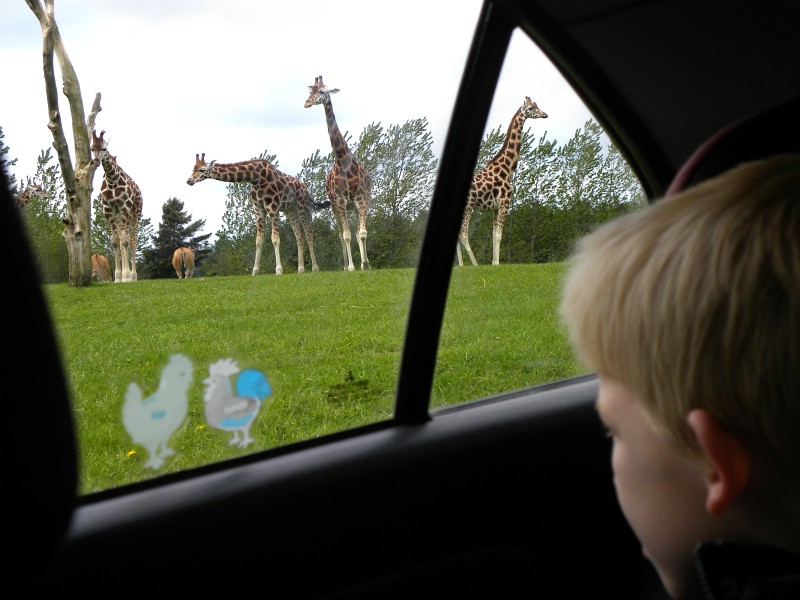 Tycho ziet giraffen tijdens de safari in Givskud Zoo