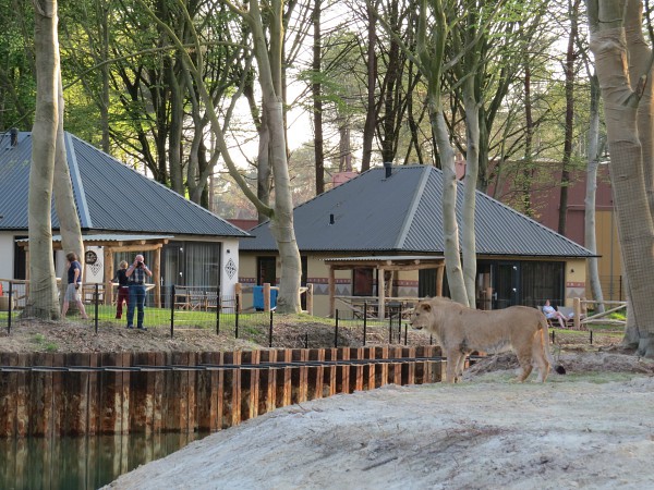 Safari resort Beekse Bergen zicht op de leeuwen