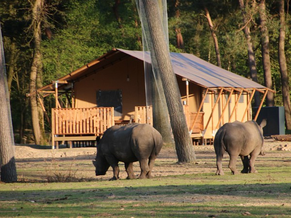 Neushoorns lopen voor de luxe safaritent