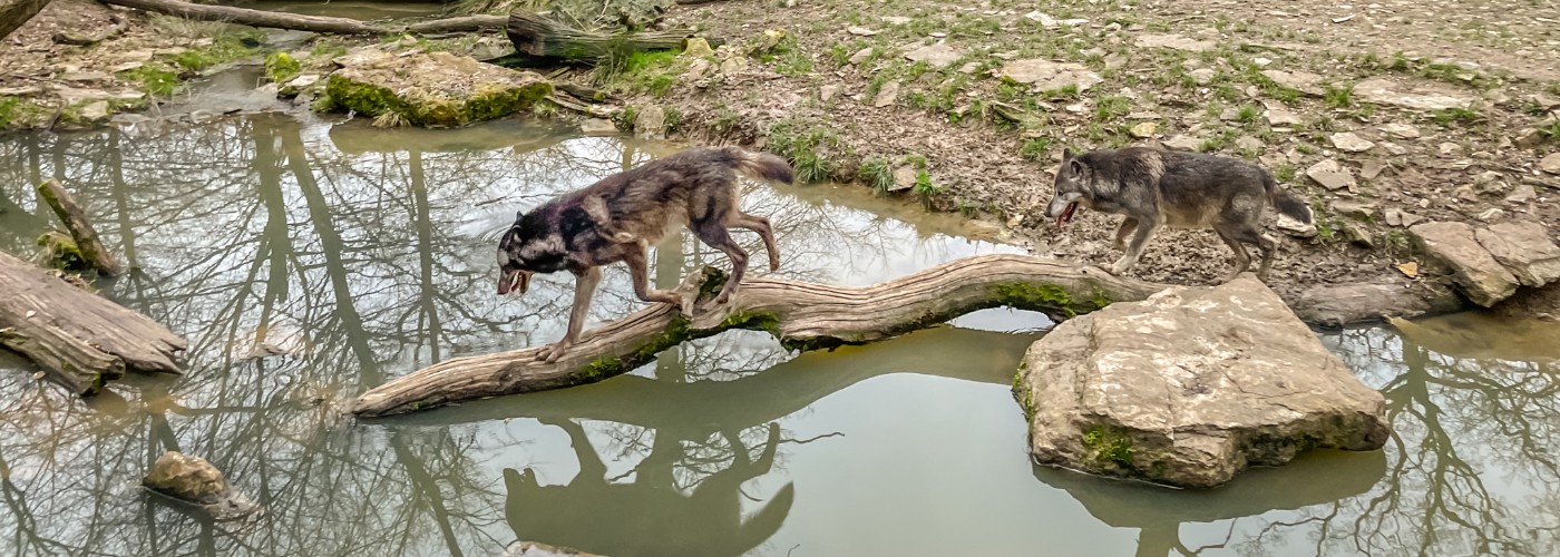 Wolven in hun verblijf in het Franse Dierenpark Sainte-Croix in de Vogezen