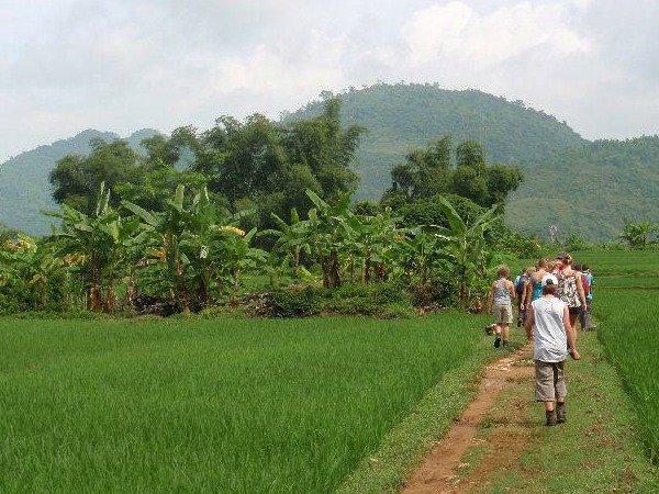 Wandelen door de rijstvelden