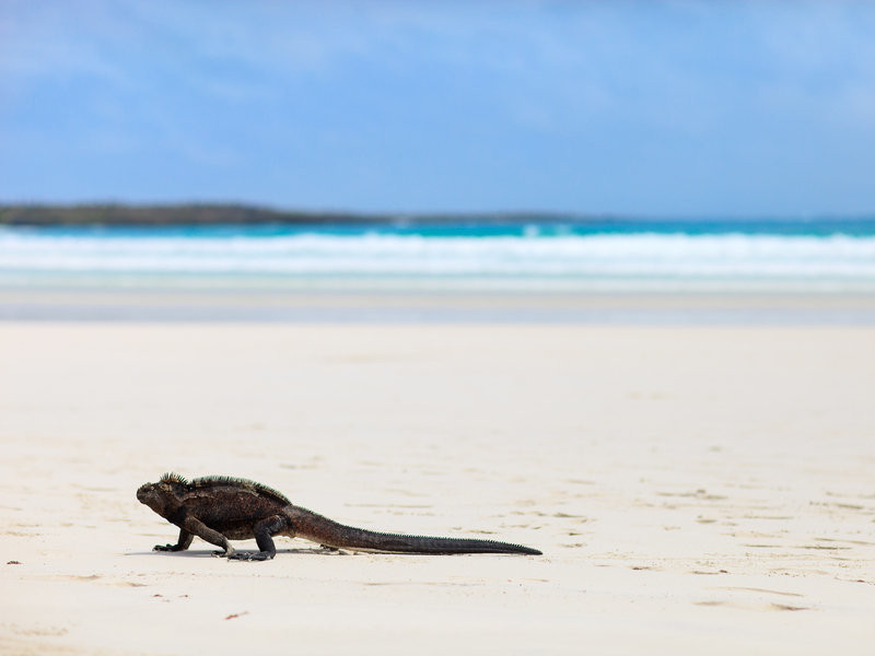 Een leguaan op het strand van de Galapagos Eilanden