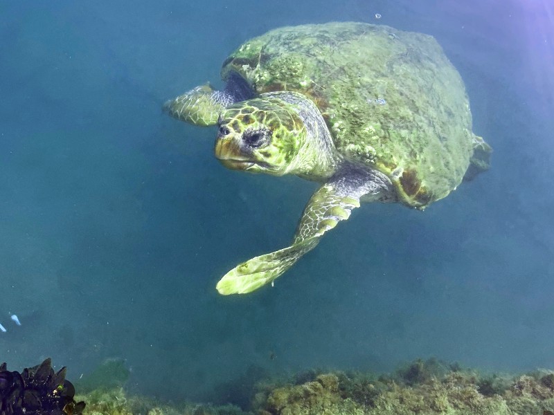 Reuzenschildpad in het water bij Kefalonia