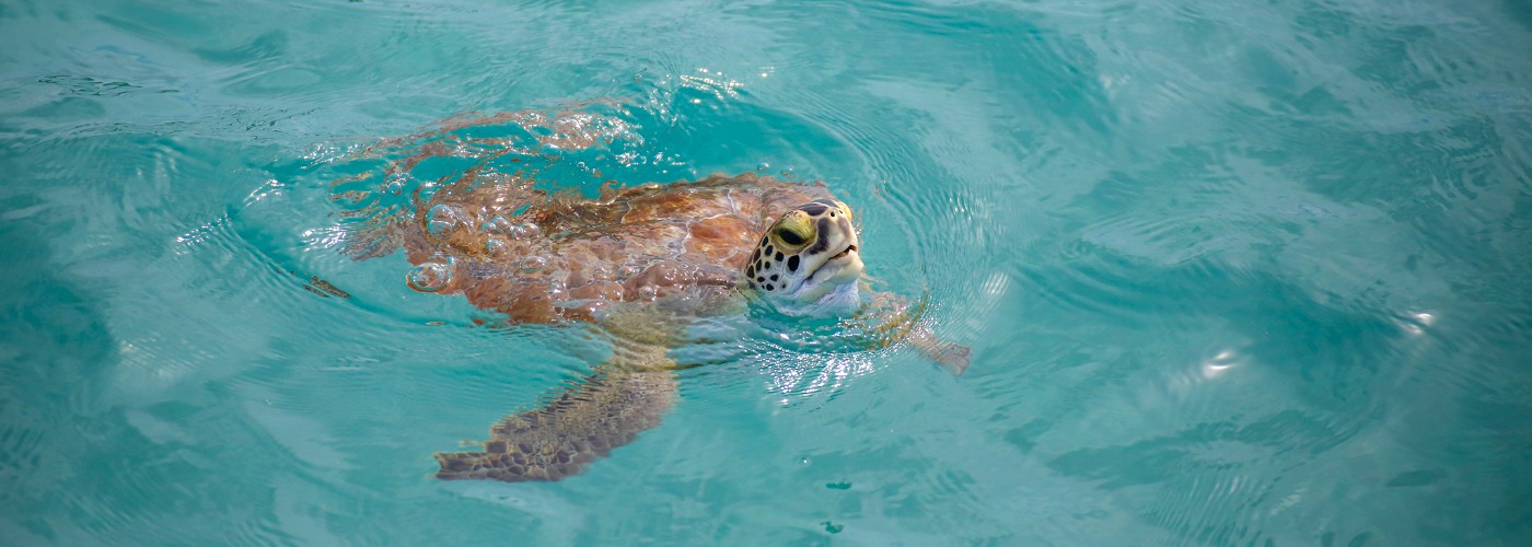 Schildpad tijdens het zwemmen op Bonaire