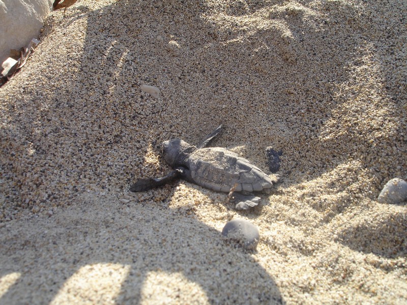 Schildpadje op het strand in Zakynthos