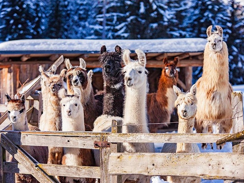 Logeren tussen de alpaca's!