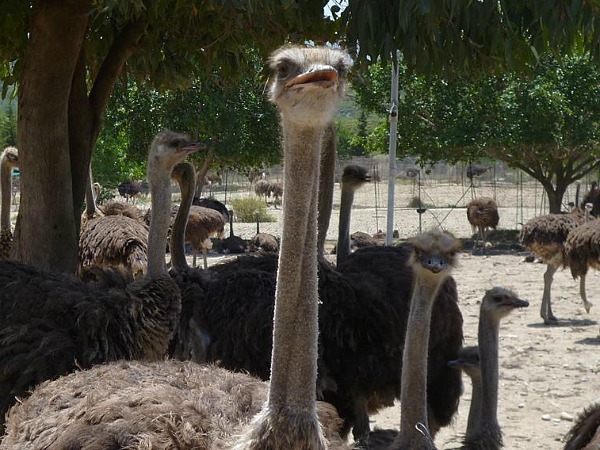 Bezoek een struisvogelboerderij op Rhodos!