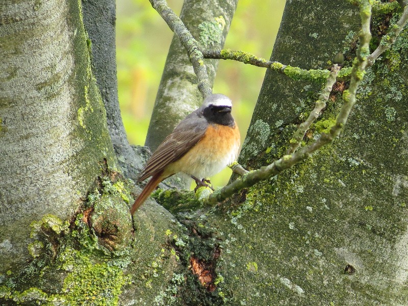 In Natuurdorp Suyderoogh zitten mooie vogeltjes zoals deze Gekraagde Roodstaart