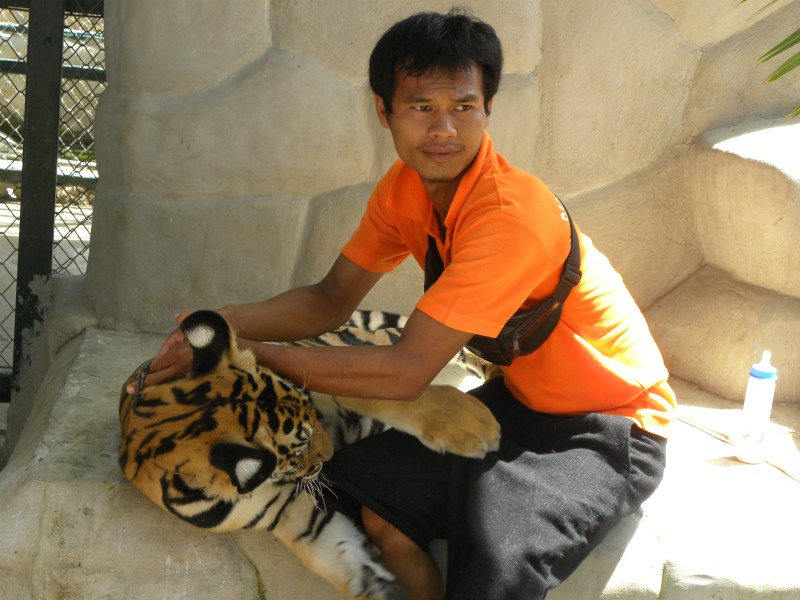 Een thaise man met een baby tijger