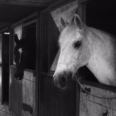 Paarden in stal in een oud dorpje