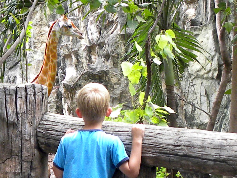 Tycho bekijkt een giraf in Dusit Zoo