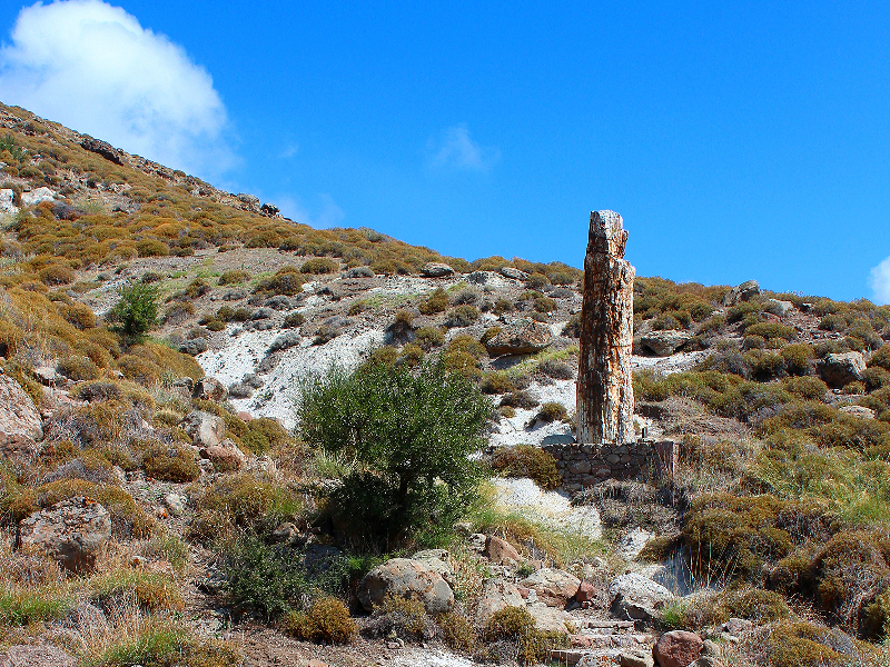 Een versteende boom in het wonderlijke Versteende Woud op Lesbos.