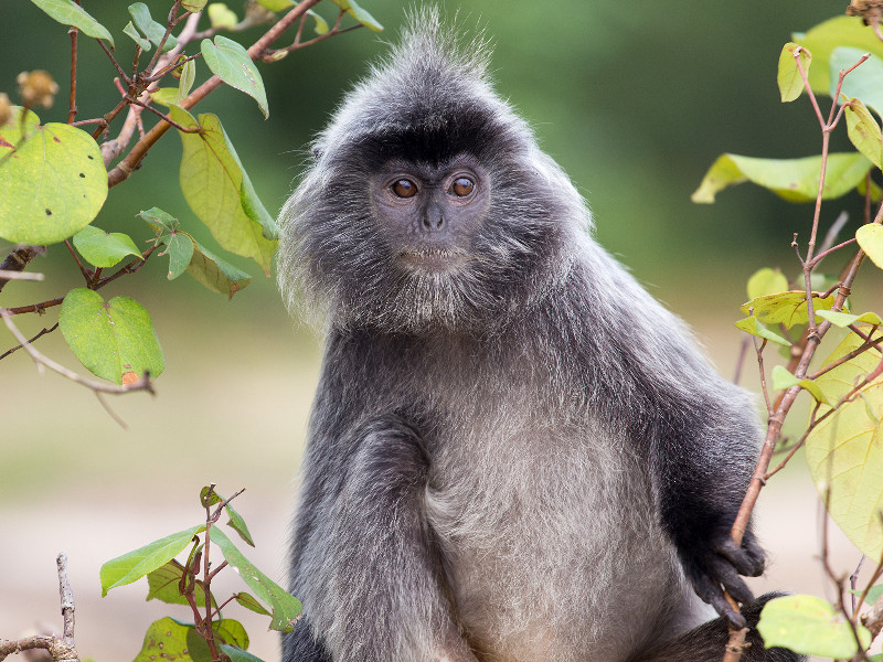 Een aapje in Bako National Park