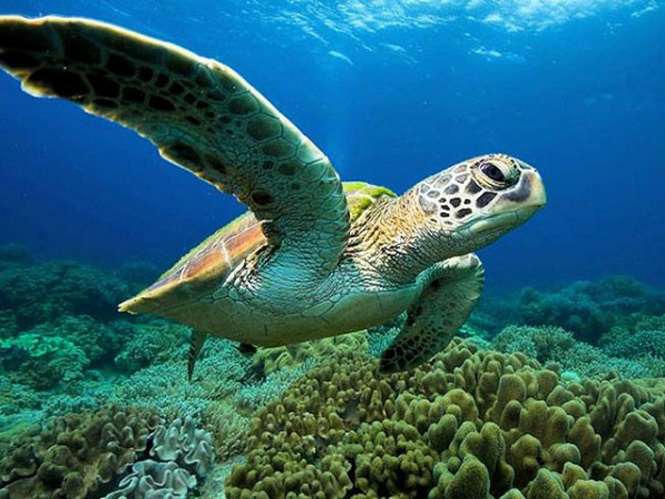 Zwemmende schildpad bij Apo Island, Filipijnen.