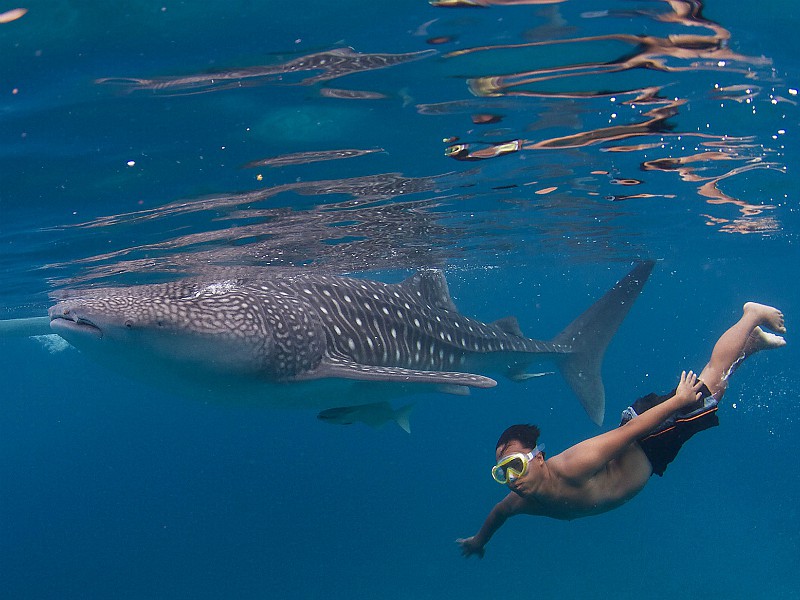 Snorkelen met een walvishaai