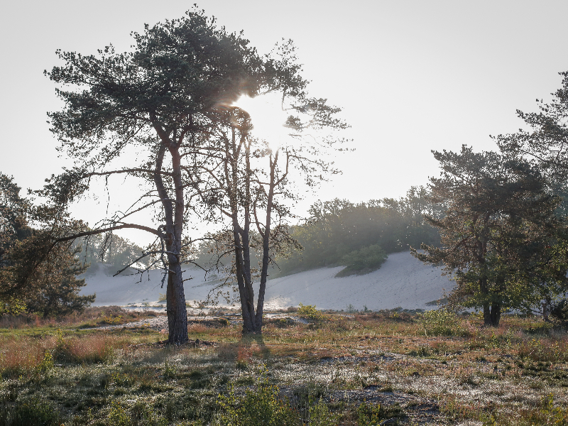 Heide en Duingebied de Maashorst in Noord-Brabant