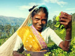 Theeplukster op Sri Lanka