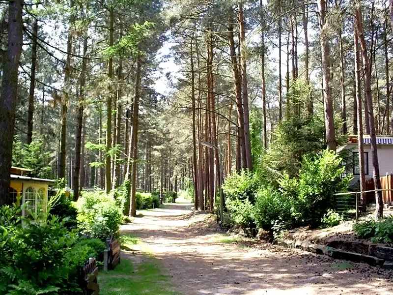 De heerlijke bosrijke omgeving van camping Siësta nabij Lille.