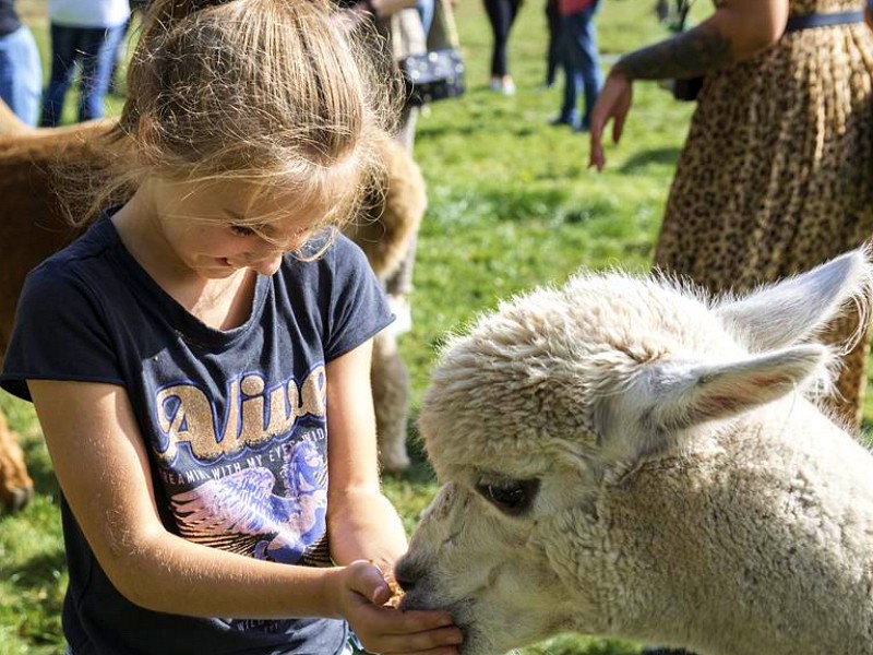 Meisje voert een alpaca