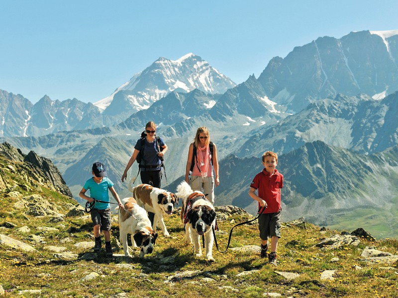 De kinderen wandelen met de honden in de bergen in Wallis