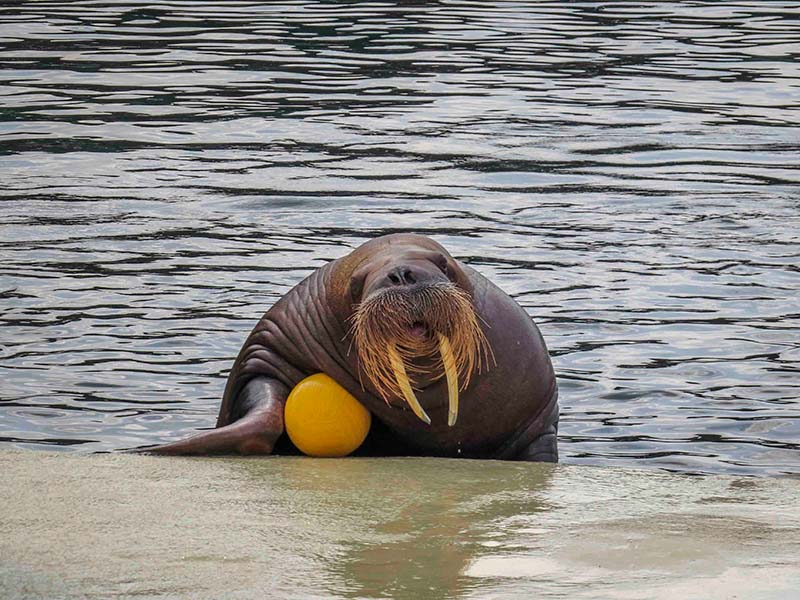 De walrus ligt klaar met zijn bal