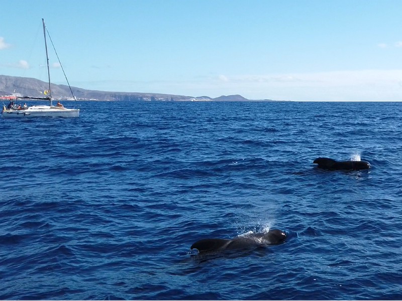 Walvissen spotten voor de kust van Tenerife