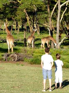 Wandelen tussen giraffe