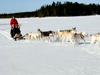 Husky tocht Husky tocht