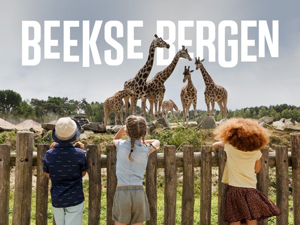 Beekse Bergen kijken naar giraffen