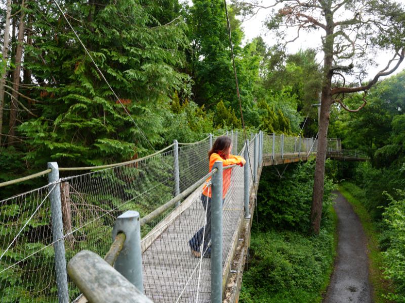 Boomkruinpad in Lough Key Forest and Adventure Park