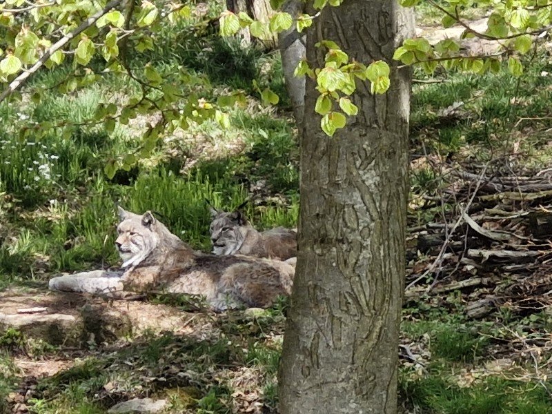 Foto vanaf de uitkijktoren bij het lynxenverblijf