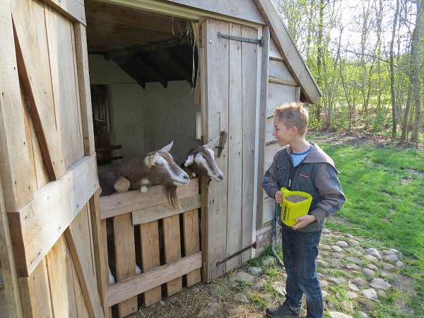 Tycho gaat de geiten voeren