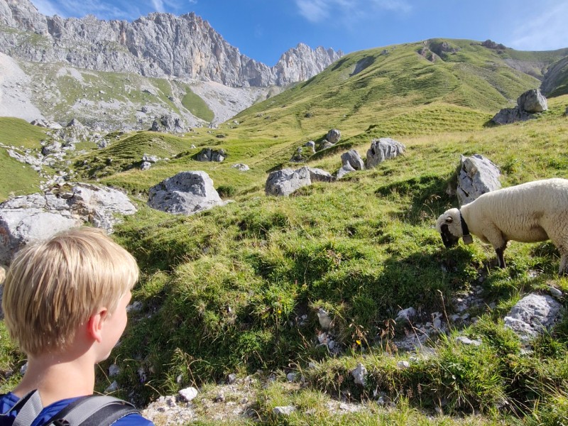 We komen onderweg veel schapen tegen