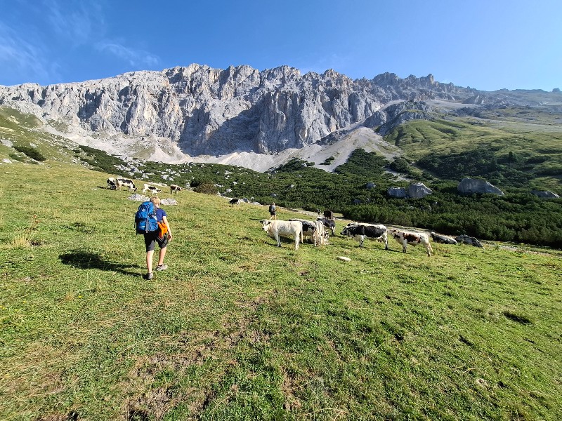 Wandelen tussen de koeien