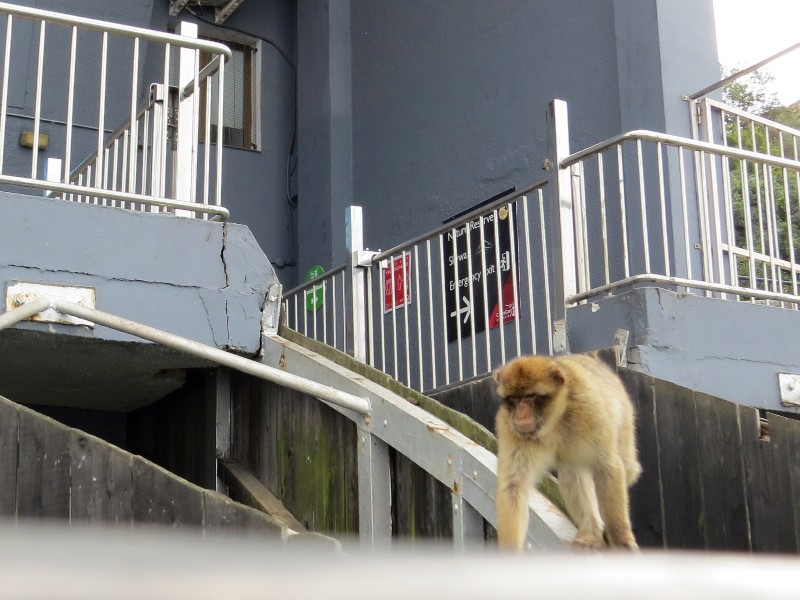 De aap vlak voordat hij onze gondel insprong
