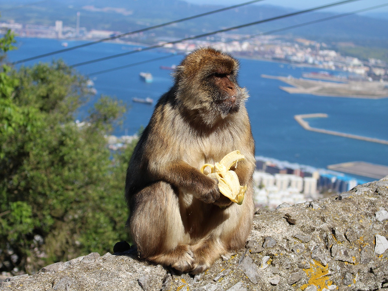 Een aapje met een banaan op de Rots van Gibraltar