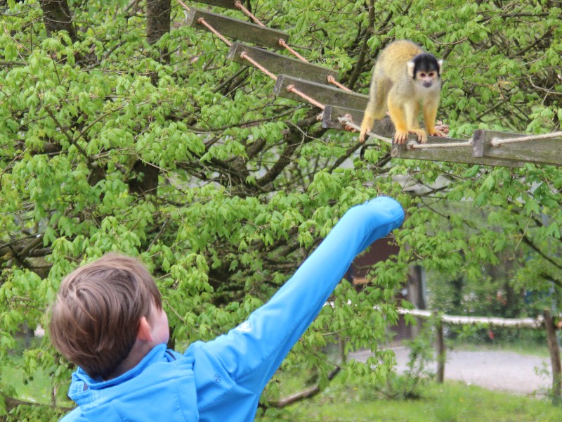 Hee, kijk daar een aap boven je hoofd!