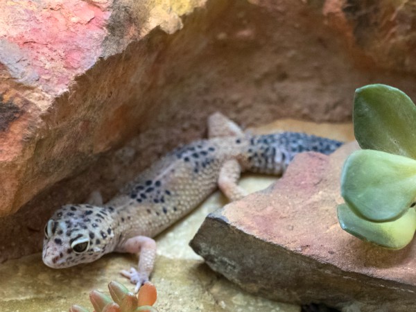 Luipaard gecko in Reptilarium Alligator Bay
