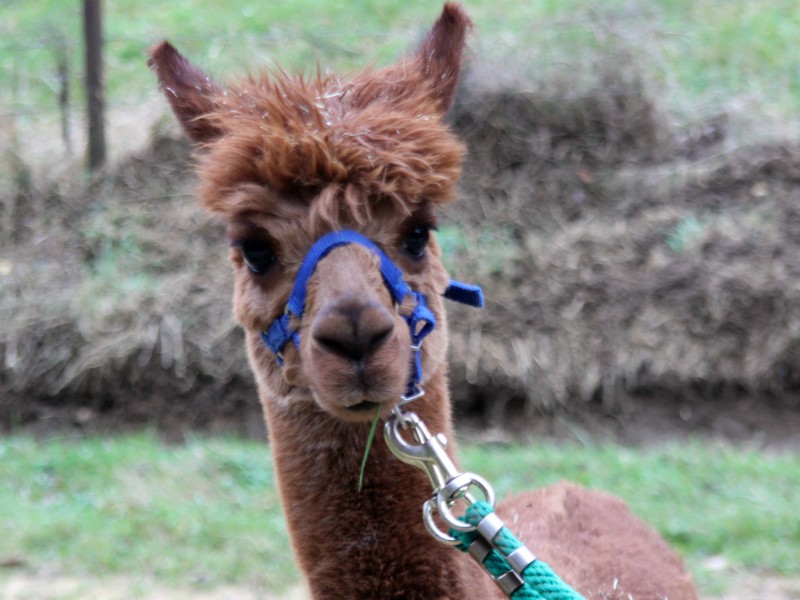 Zo lief, zo'n Alpaca