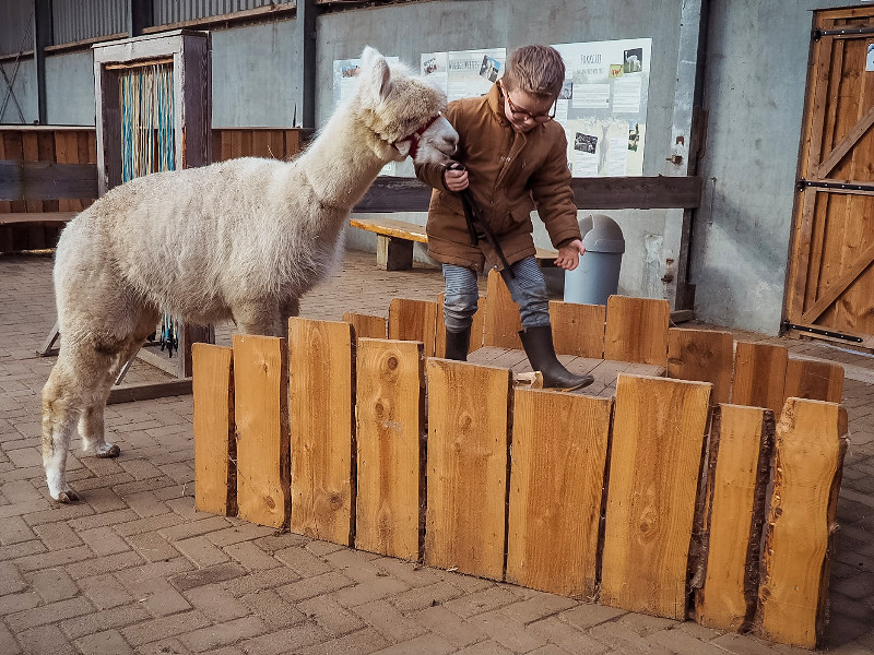 Met de alpaca het behendigheidparcours afleggen