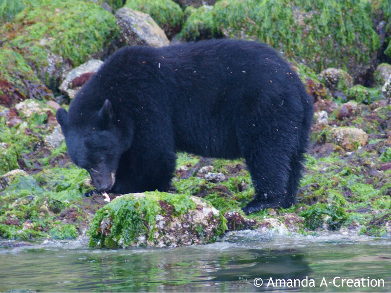 Beer gespot aan het water