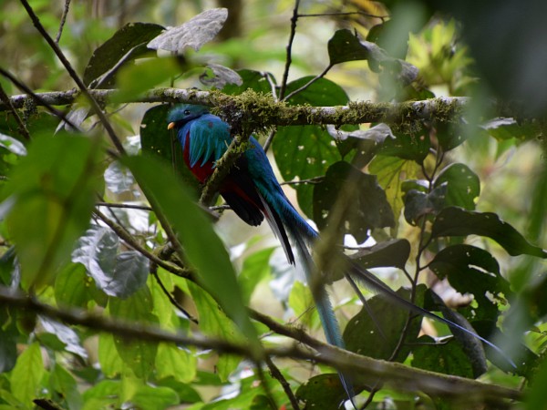 De Quetzal