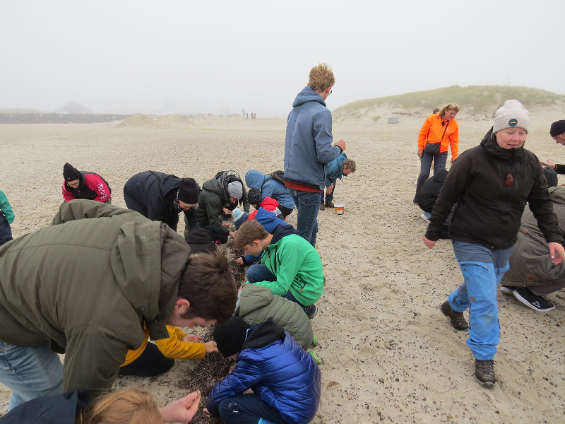 Op zoek in het zand naar barnsteen oftewel amber